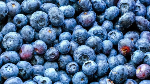 Miguel Ángel Lurueña, tecnólogo de alimentos: “Para comprar los mejores arándanos, elige los que tengan la capa blanquecina intacta y evita los más lisos y brillantes” - Qué es esa capa blanquecina que recubre los arándanos