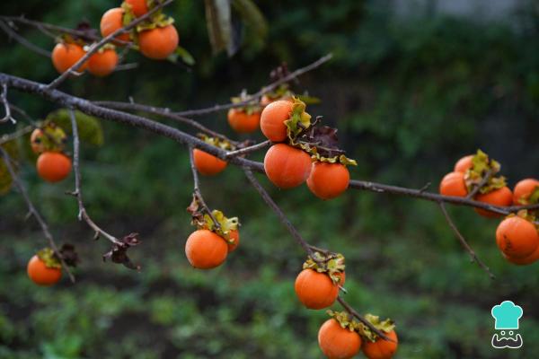 Beneficios del caqui, propiedades y cómo consumir - Beneficios y propiedades del caqui