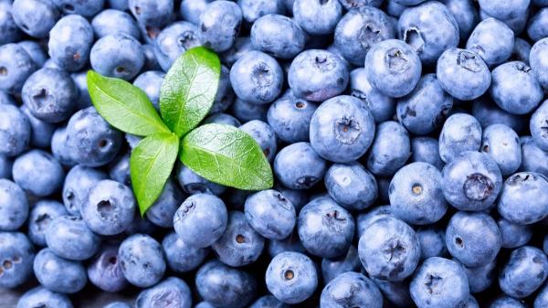 Mejora tu memoria después de los 55: estas tres frutas no pueden faltar en tu dieta según la ciencia - Arándanos: el superalimento que podría ayudarte a mejorar la memoria con la edad