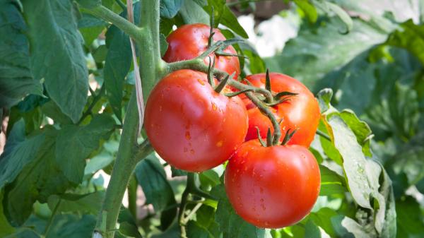 Jordi Cruz, chef: “Si un tomate no huele, no tiene sabor. Tiene que tener aroma, peso y la piel tensa” - El primer error: pensar que el tomate es una verdura