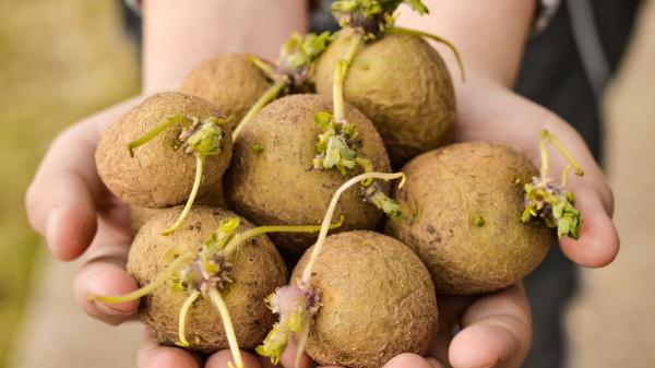 Jordi Cruz, chef: “No comas las patatas cuando están arrugadas y tienen brotes tan grandes, pueden tener solanina y ser perjudiciales” - La sustancia natural de la patata que puede volverse tóxica