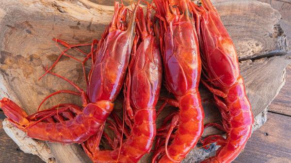 Dabiz Muñoz, chef 4 estrellas Michelin: “La tortilla de patatas más jugosa se hace poco cuajada y se guisa con carabineros, azafrán y pimentón” - Ingredientes para la tortilla de patatas con carabineros de Dabiz Muñoz