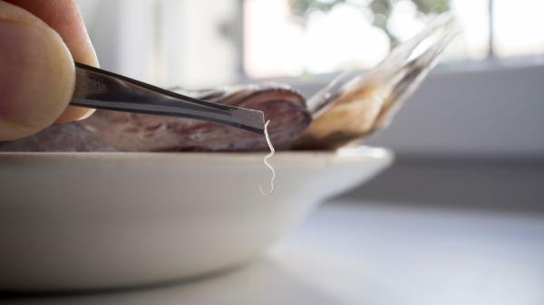 Santiago González, tecnólogo de alimentos: “Todos los pescados del mar pueden tener anisakis, para eliminarlo hay que congelarlo antes o cocinar bien la ventresca” - El anisakis, un parásito más común de lo que pensamos