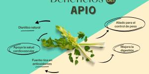 Propiedades y beneficios del apio