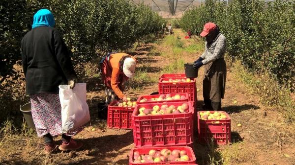 El 85% de las manzanas en Europa contiene varios pesticidas a la vez: el estudio que ha encendido las alertas - ¿Por qué las manzanas reciben tantos tratamientos?