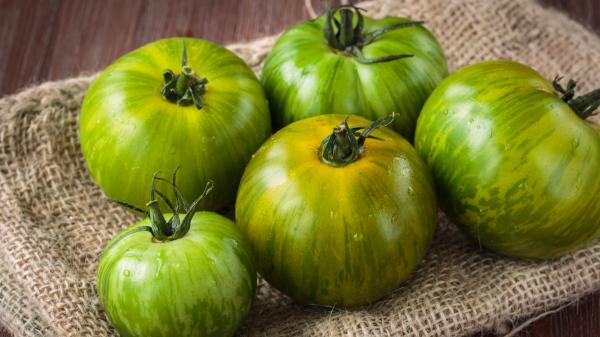 Ni todos a la nevera ni todos fuera: así debes conservar los tomates según estén verdes, maduros o cortados - Los tomates verdes, mejor fuera de la nevera