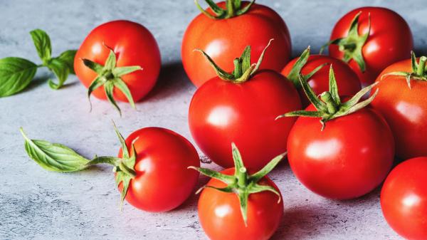 Ni todos a la nevera ni todos fuera: así debes conservar los tomates según estén verdes, maduros o cortados