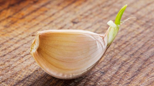 Los científicos coinciden: “No tires los ajos con brotes germinados, se pueden comer y tienen ventajas” - El estudio que cambió lo que la ciencia sabía sobre el ajo germinado