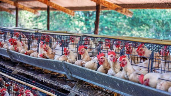 ¿Pollo con piel amarilla o piel blanca? Los nutricionistas explican cuál elegir y qué significa realmente su color - Así funciona el sistema de cría de pollo en España, regulado por la normativa europea