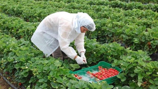 Fresas, uvas y naranjas encabezan la lista de frutas con más pesticidas, según un informe europeo - La situación en España: agricultura intensiva y control biológico