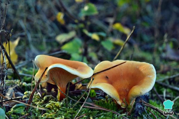 Tipos de níscalos - Falsos níscalos y cómo detectarlos