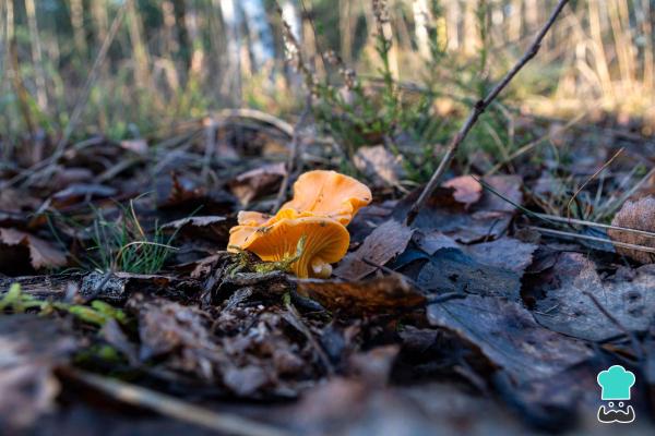 Tipos de níscalos - Principales características de los níscalos