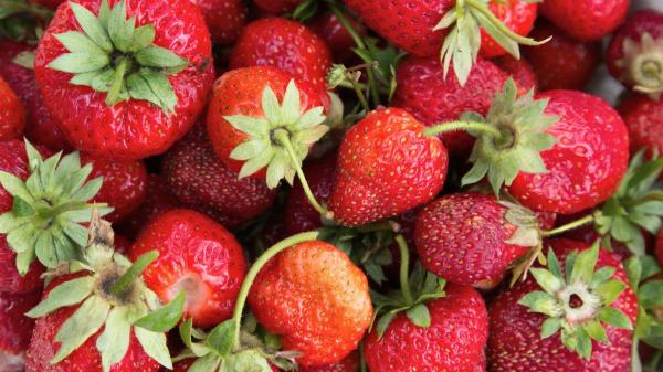 Aurelio Rojas, cardiólogo: “La fresa es la mejor fruta para el corazón si la comparamos con el resto a nivel científico” - Una fruta con impacto sobre la glucosa y la insulina